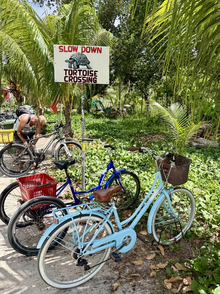 Island bicycles near a tortoise crossing